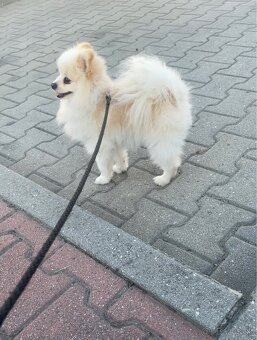 Predám Pomeranian - 3