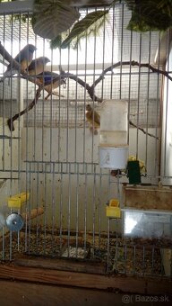 Amadina guldová červenohlavá - 3