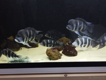 Cyphotilapia Frontoza Burundi - 3