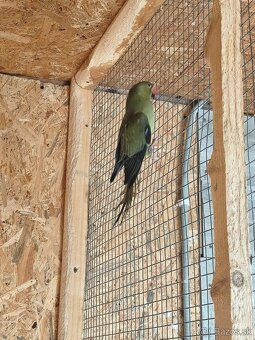 Alexander malý olivový - 3