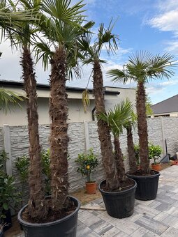 🌴Predám palmy Trachycarpus Fortune - 3