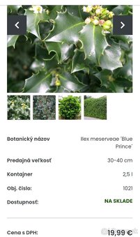 Ilex blue prince - 3