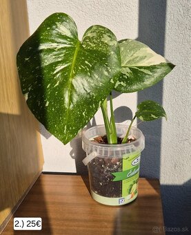 Monstera thai constelation - 3