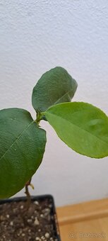 Jackfruit-Artocarpus heterophyllus - 3