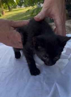 Darujeme krásne mačiatka do dobrých rúk 🐾 - 3