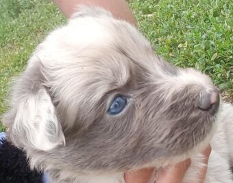 Border kólia blue merle - 3