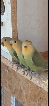 Agapornis - 3