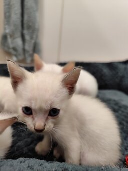 Siamské mačiatka na predaj (typ: Thai Ratana Eye Siami) - 3