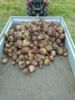 Cvikla na predaj - 3