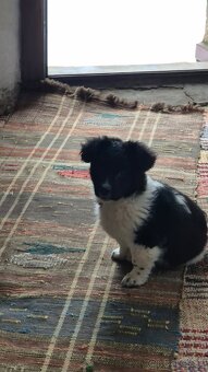 Darujem šteniatka - 3