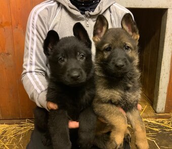 Německý ovčák - štěňata s PP - 3