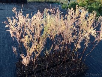 tamaryšek kaspický-biely - 3