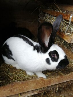 Predavam NOS kraliky. - 3