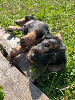Jezevčík drsnosrstý trpasličí/králičí - 3