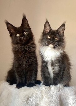 Mainská mývalia, Maine Coon , MCO s PP - 3