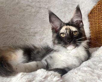 Mainská mývalia, Maine Coon , MCO s PP - 3