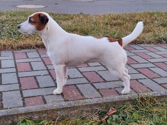 Jack Russell teriér - 3