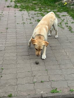 Labrador- krytie - 3