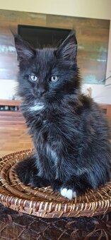 Mainska mývalia ,Maine Coon - 3
