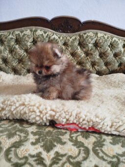 Predám psíka pomeranian s PP FCI - 3