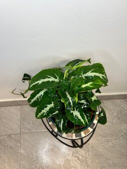 Syngonium Wendlandii - 3