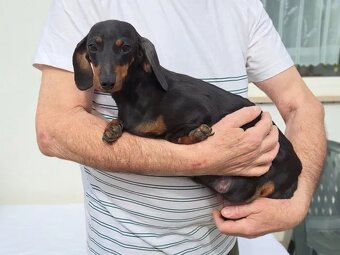 Jazvečík trpazličí - 3