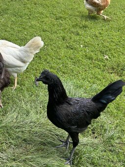 Predám Kohúty a sliepky AYAM CEMANI - 3