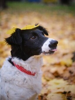 Mira -inteligentná fenka hľadá skúsený, stabilný domov - 3