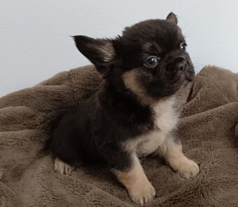 Francúzsky buldoček fluffy - 3