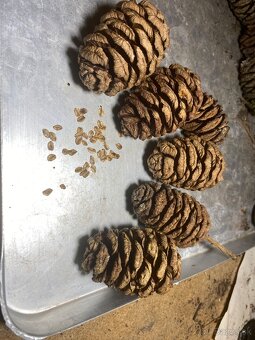 Sekvojovec Mamutí - semienka, šišky - 3