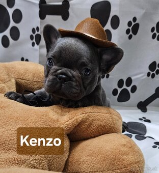 Francúzský buldoček - 3