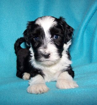 Tibetský teriér s PP - štěňata - 3