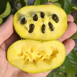 Kontajnerované semenáče Asimina triloba - 3