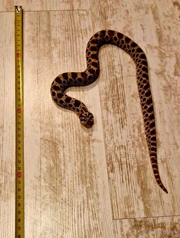 Had Heterodon Nacisus - 3
