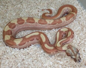Boa imperator - Paradise Sunglow Aztec, Sunglow Motley - 3