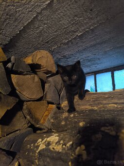 Darujeme mačiatka - 3