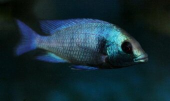 Placidochromis gissel - 3
