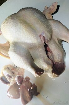 Brojlerové morky - 3