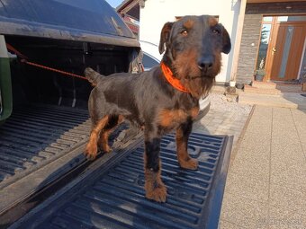 Predám chovnu suku Jagdterriera - 3