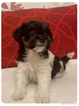 Americký parti knírač malý s PP - 3