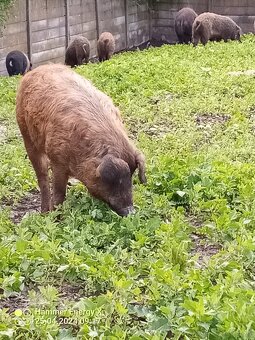 Predám prasatá - 3