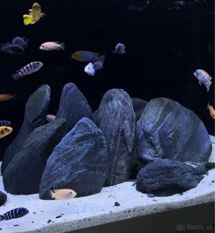 Wildrhino stone - 3