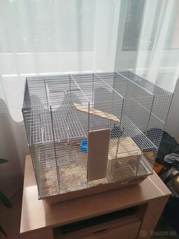 Osmak degu - 3