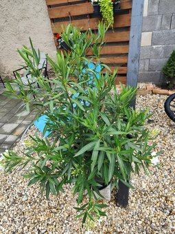 Oleander - 3