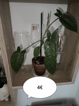 Izbové rastliny - 3