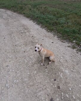 Americky Pitbulterier - 3