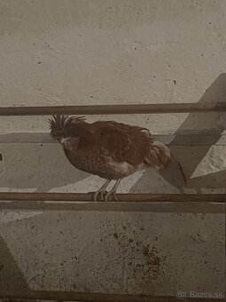 Predám kohútov - 3