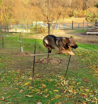 Nemecký Ovčiak fena - 3