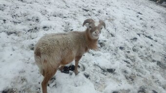 Predám kamerunskeho baranceka - 3