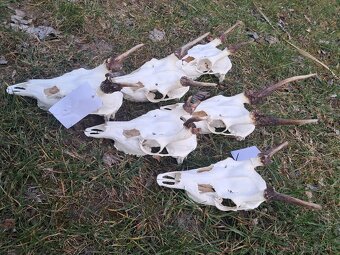 Trofeje danielov,  parohy, parozie - 3